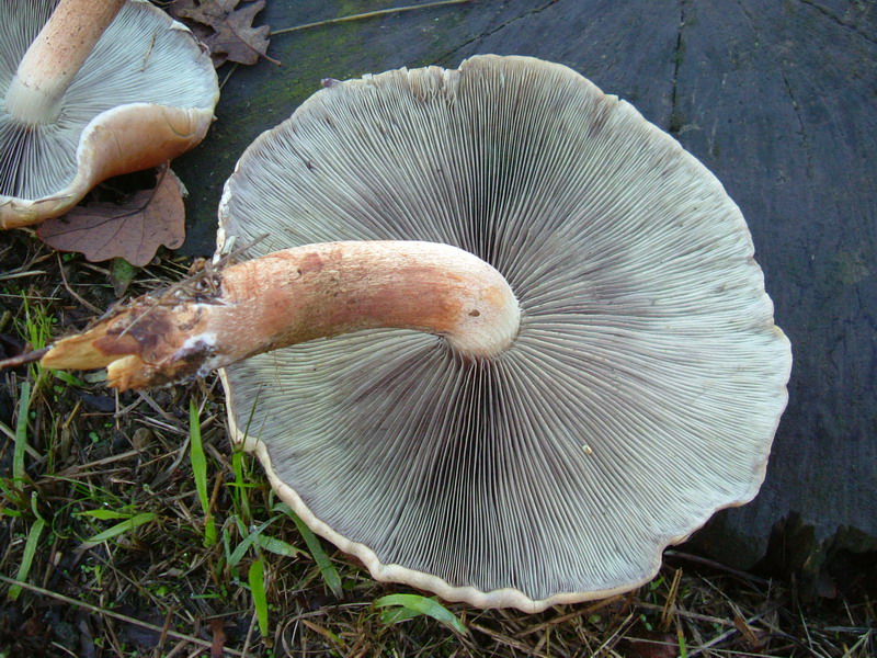 Strophariaceae su ceppaia